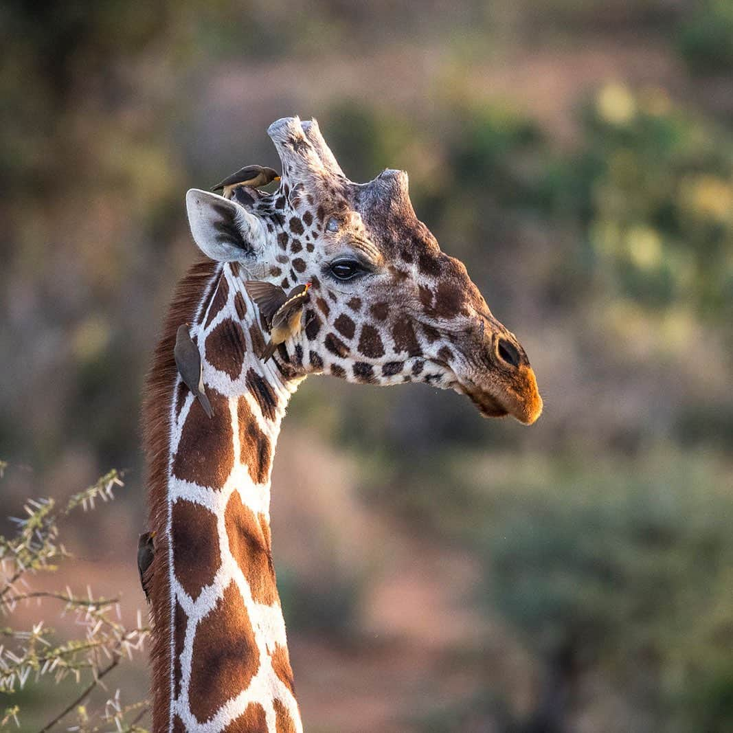 San Diego Zooのインスタグラム