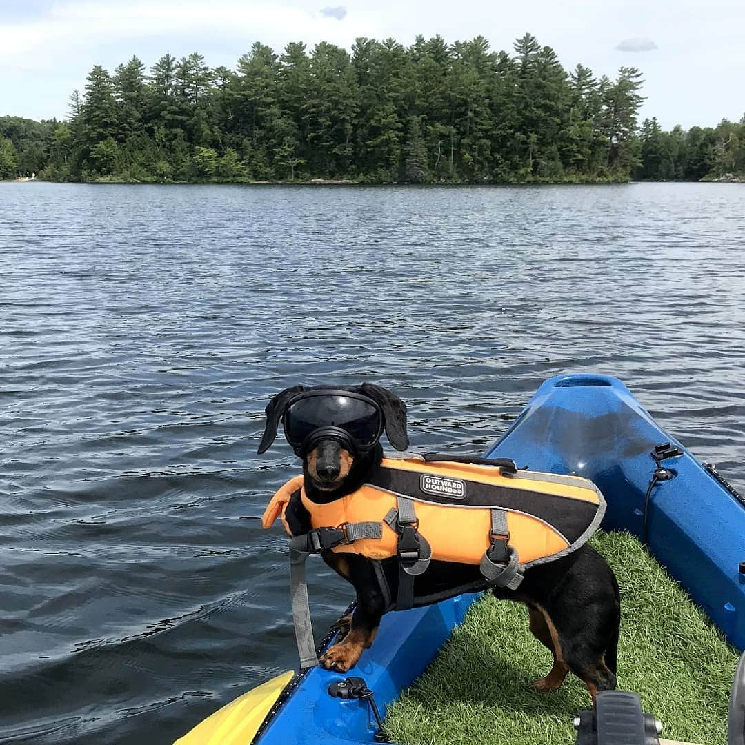 Crusoe the Celebrity Dachshundさんのインスタグラム写真 - (Crusoe the Celebrity DachshundInstagram)「"Dad and I needed a little "boy time".. so did a little kayak fishin'!" ~ Crusoe」7月26日 3時47分 - crusoe_dachshund