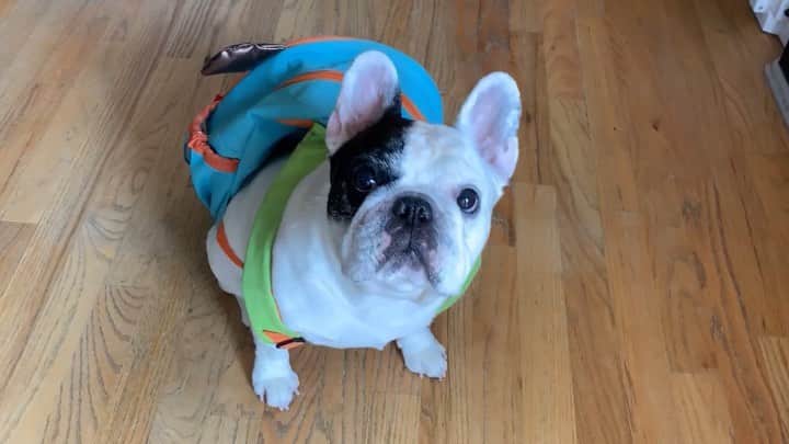 Manny The Frenchieのインスタグラム：「A run on the beach, ✅. Play some ball, ✅. Get a massage, ✅. Prime Day package safe inside the garage until I return, ✅. Worry-free vacation, check. Living the dream! #InGarageDelivery #chamberlain #AmazonPrimeDay #amazon #myQConnected」