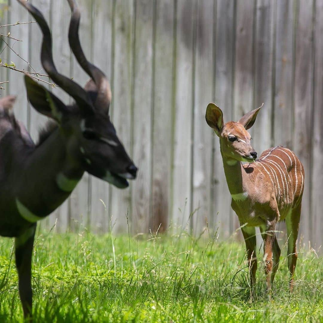 スミソニアン国立動物園のインスタグラム