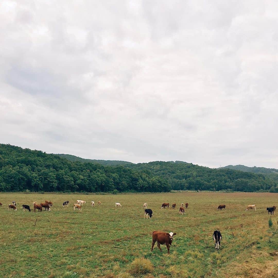 Ilya Mikhailovのインスタグラム：「Краснодарские телочки 🐄 #gelendzhik」