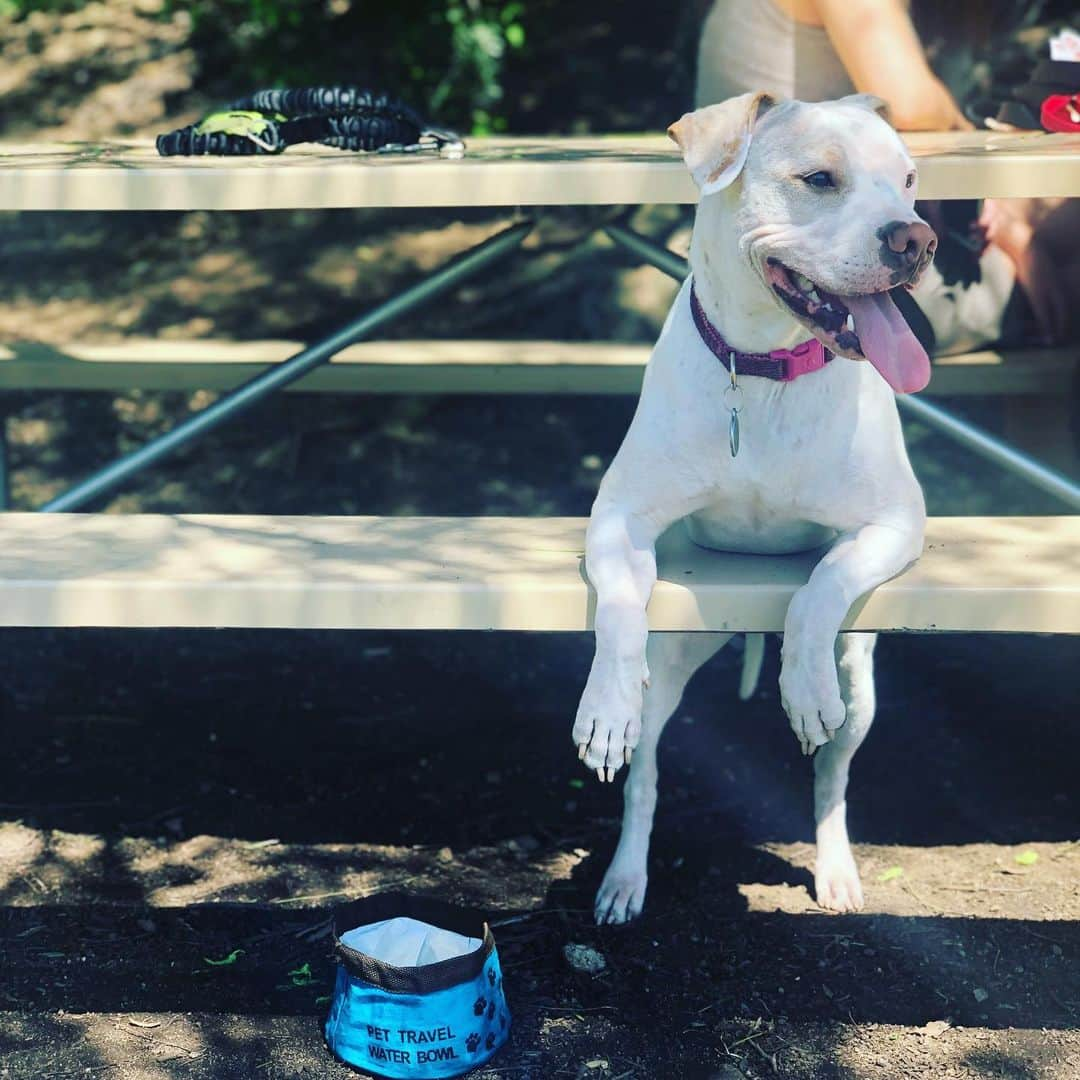 BarkBoxさんのインスタグラム写真 - (BarkBoxInstagram)「These humans have no idea how to play stick. I take a water break for one minute and they stop throwing, do they need me to do everything!!! @thomasdale5 #adoptdontshop」7月26日 5時12分 - barkbox