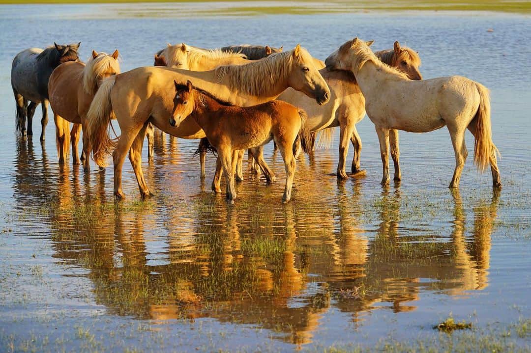 Michael Yamashitaさんのインスタグラム写真 - (Michael YamashitaInstagram)「Horses cool off in a flooded area of the grasslands near Xilinghot, Inner Mongolia. Last week I had the pleasure of testing the new Sony A7RIV on assignment for #Sony Shanghai. With a whopping 61 megapixel full frame sensor, and 15 stops of dynamic range, this camera is all about the detail. Check out the sharpness in the eyes of the foal in the foreground. And fyi, I discovered Real-time Eye Autofocus on animal mode works on horses.  EXIF: 1/500sec, f/4, ISO100 #SonyAlpha #A7RIV + #SonyGMaster #SEL70200GM #SonyEyeAF  #horses #innermongolia」7月26日 5時49分 - yamashitaphoto