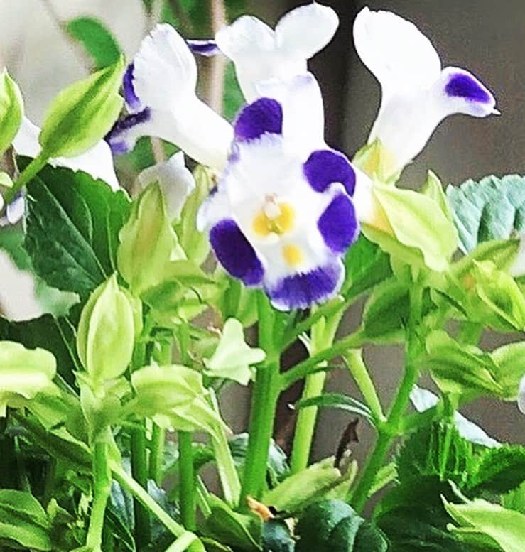 前野えまさんのインスタグラム写真 - (前野えまInstagram)「💜ナツスミレ💜 白と紫が涼しげで可愛いです✨ 花言葉💐愛嬌・可憐  #ナツスミレ #スミレ #菫 #紫の花  #夏の花 #お花好きな人と繋がりたい #ガーデニング #前野えま」7月26日 6時34分 - maeno_ema
