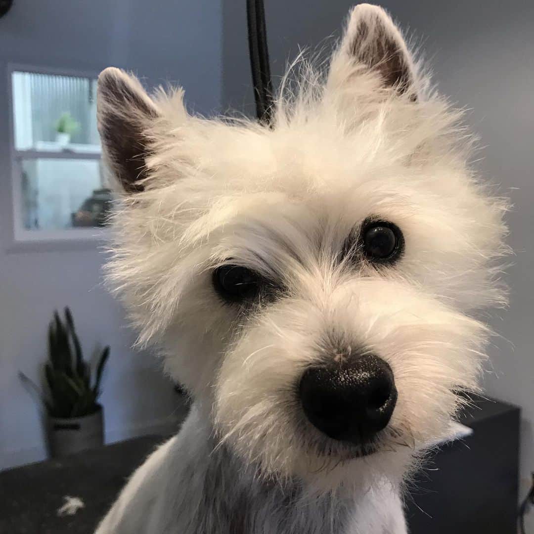 Dogs by Ginaのインスタグラム：「Cooper . . . @rianamondavi #westiesofinstagram  #handstripping #napavalley #dogsbygina」