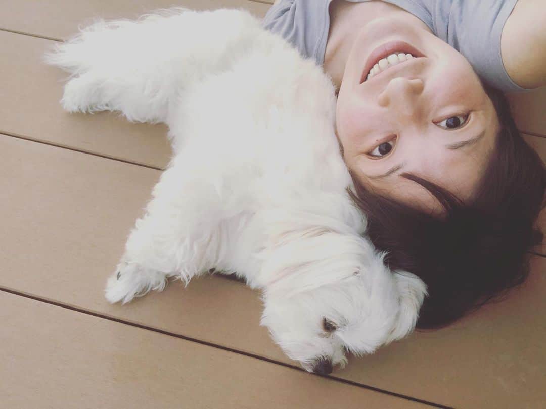 小野真弓さんのインスタグラム写真 - (小野真弓Instagram)「夕方は風が気持ちいい〜🍃 おかえりなさい(*ﾟ▽ﾟ*)✨からの、べったりさん🐶💓 #チワマル#ハルくん #いぬばか部 #いぬすたぐらむ #chihuahua #maltese #mixdog #doglover #dogstagram」7月26日 18時18分 - hanaharuaroi