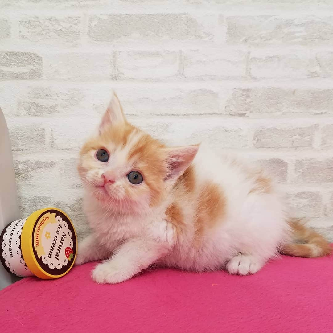 マンチカン(munchkin)キャットファーム大谷さんのインスタグラム写真 - (マンチカン(munchkin)キャットファーム大谷Instagram)「お客様にゃんこちゃん❤ #キャットファーム大谷#まんちかん#マンチカン#ネコ#こねこ#にゃんこ#猫ちゃん#ねこ部#ニャンスタグラム#猫#ねこ#子猫#モフモフ#モフモフねこ#ミヌエット#短足#ねこすたぐらむ#愛猫#かわいい#ふわもこ部#猫のいる暮らし#マンチカンブリーダー#ミヌエットブリーダー#cat#catsgram #catsofinstagram#instacat#picneko」7月26日 16時58分 - roytar222