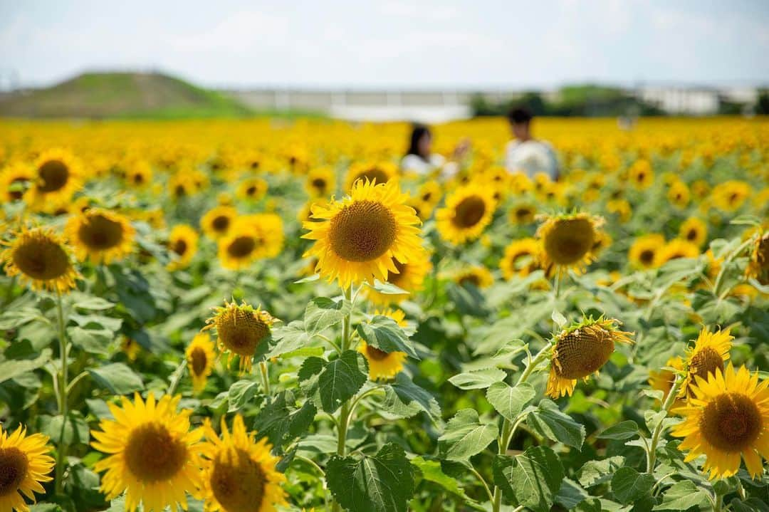 九州電力さんのインスタグラム写真 - (九州電力Instagram)「約50万本のひまわりがお出迎え🌻柳川ひまわり園は8月上旬までが見頃💛﻿ .﻿ .﻿ #九州電力 #kyuden #九電 #九州の灯り #ひまわり #向日葵 #sunflower #ひまわり畑 #花の好きな人と繋がりたい #植物好きとつながりたい #日本の風景 #お花部 #カメラ好きなひとと繋がりたい #福岡県 #fukuoka #福岡旅行 #福岡写真部 #福岡カメラ部 #柳川市 #柳川ひまわり園 #九州ぐらむ #キャンペーン実施中 #フォローキャンペーン #プレゼント #応募 #ファインダー越しの私の世界 #九州旅行 #九州 #kyushu #九州愛」7月26日 17時03分 - kyuden_official