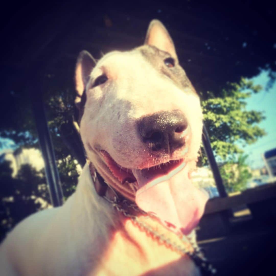 のインスタグラム：「#minituru#bull#terrier#minibullterrier#miniturubullterrier#dog#dogstagram#cute#qtaro#love#family#ミニチュア#ブルテリア#ミニチュアブルテリア#Q太郎」
