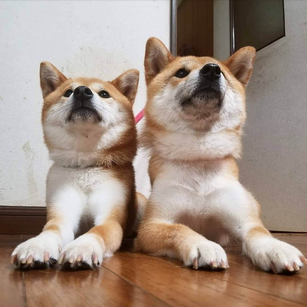 柴犬たま Shibainu Tamaのインスタグラム