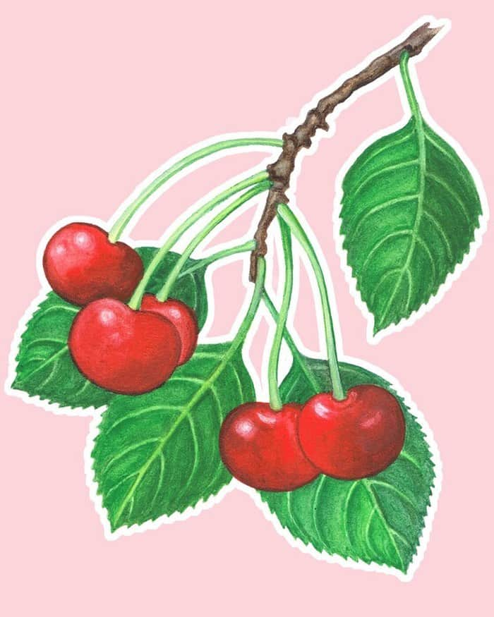 KORA Organicsさんのインスタグラム写真 - (KORA OrganicsInstagram)「Acerola Cherries 🍒 make your skin visibly softer and smoother, making it a “cherrific” ingredient for your complexion! 🍒 Visit stories to see what else is in our Brightening and tightening Noni Bright Vitamin C Serum! 🍒 #NoniBright #KORAOrganics #MindBodySkin」7月26日 9時23分 - koraorganics