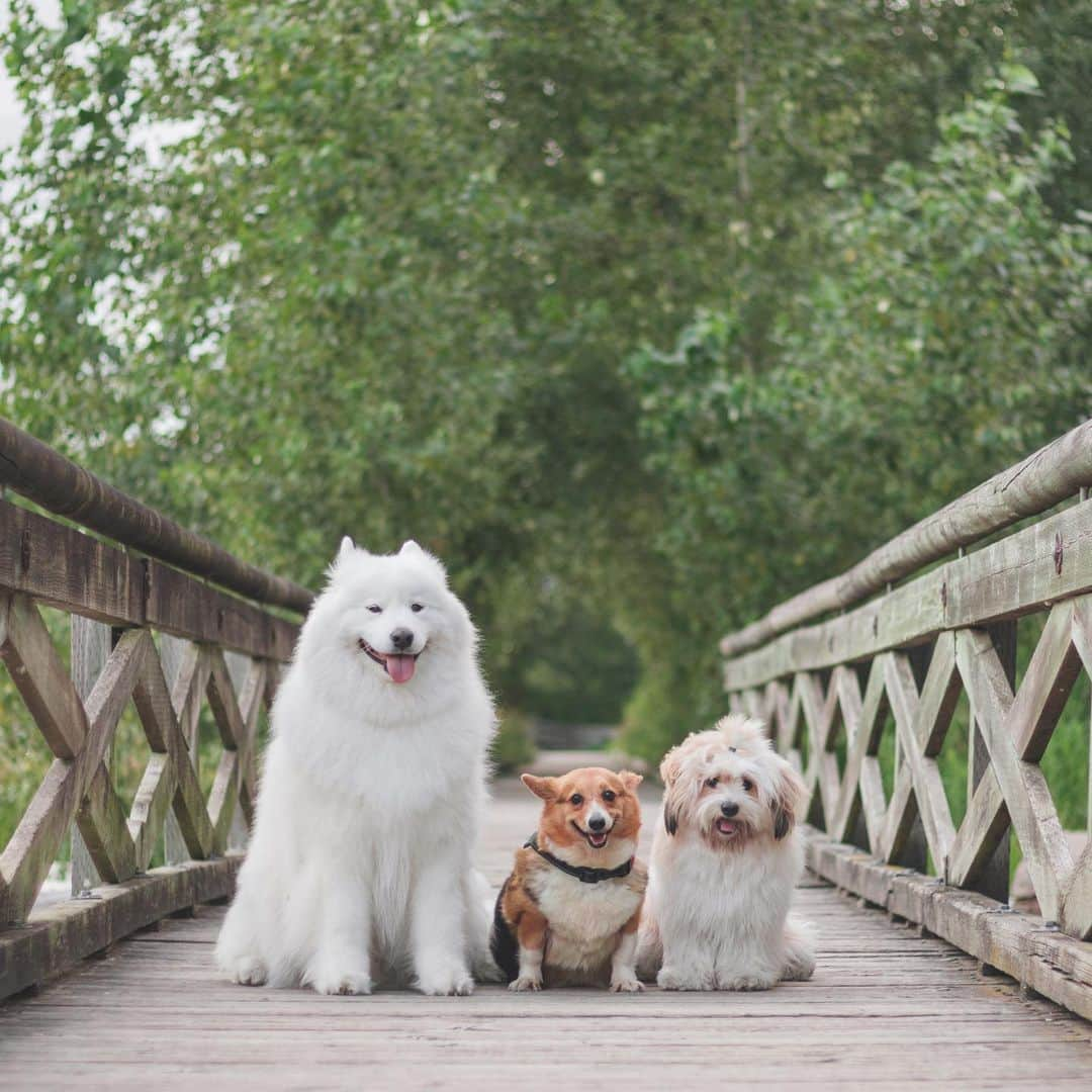 Loki the Corgiさんのインスタグラム写真 - (Loki the CorgiInstagram)「We took the pups to one of Loki’s old spots. It was really nice to reminisce about the old times. If only Bear and Momo could’ve met their older brother - he definitely would’ve shown them who’s boss ♥ #tbt #LokiForever」7月26日 9時25分 - lokistagram