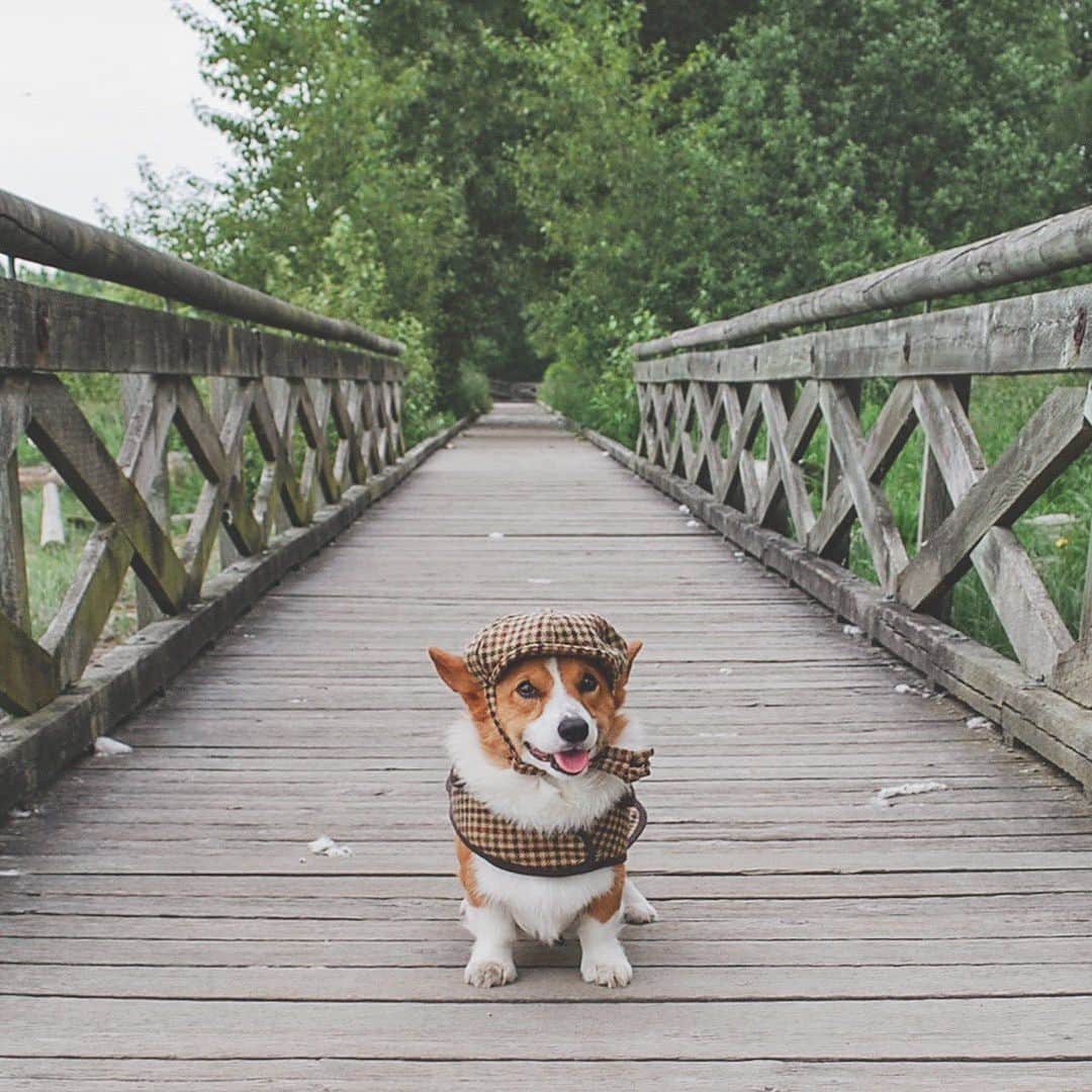 Loki the Corgiさんのインスタグラム写真 - (Loki the CorgiInstagram)「We took the pups to one of Loki’s old spots. It was really nice to reminisce about the old times. If only Bear and Momo could’ve met their older brother - he definitely would’ve shown them who’s boss ♥ #tbt #LokiForever」7月26日 9時25分 - lokistagram