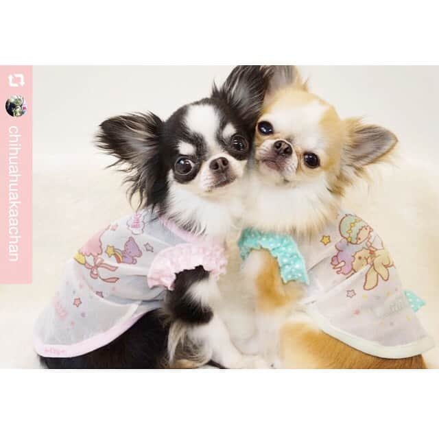 大原かおりさんのインスタグラム写真 - (大原かおりInstagram)「♡ #Part16 キキちゃん&ララちゃん @chihuahuakaachan #OttyDogタグリポスト 🐶💕 ☺︎ Otty商品をお取り扱いしてくださっている大阪市南堀江のペットショップ『キャラメルボックスさん』のお客様🐶💖 チワワのキキちゃんとララちゃんが〜🐶🐶🌟 キキ&ララのクールメッシュタンクをお揃いで着てくれました👏😝 キキララちゃんが…🐶🐶 キキララちゃんを着てくれて めちゃくちゃ嬉しい😍💞 ☺︎ お顔をくっつけて仲良くお揃いコーデ、可愛すぎるなぁ〜😝🌟🌟 ☺︎ メッシュ生地で通気性も良くクール加工&防虫加工されているので、これからの暑い季節にはオススメのアイテムです💁‍♀️🐶💖 ☺︎ キキちゃん&ララちゃんママ、可愛い写真をありがとうございます🐶💞 また遊んでね〜👯‍♀️🎶 * #チワワ #キキちゃん #ララちゃん #キャラメルボックス #キキララコラボ #LittleTwinStars #お揃いコーデ #双子コーデ #クール素材 #クークチュール #可愛い写真 #ありがとう #🐶❤️ ——————————💓🐶OttyDog🐶💓————— repost @chihuahuakaachan via @PhotoAroundApp ☆ ☆ だってーキキララ やし〜👫⭐️ 可愛すぎるー😍❤️ ☆ ☆ LALA⭐️KIKI #chihuahuas #kikilala  #キキララ #仲良し兄妹 #Sanrio #otty #loveotty ottydog ⭐️ @oharagaori_otty ⭐️ @caramelbox_ #chihuahua #chihuahualove #instachihuahua #chihuahuasofInstagram #Instagramdog #チワワ画像 #チワワ多頭飼い #ふわもこ部」7月26日 9時44分 - oharagaori_otty