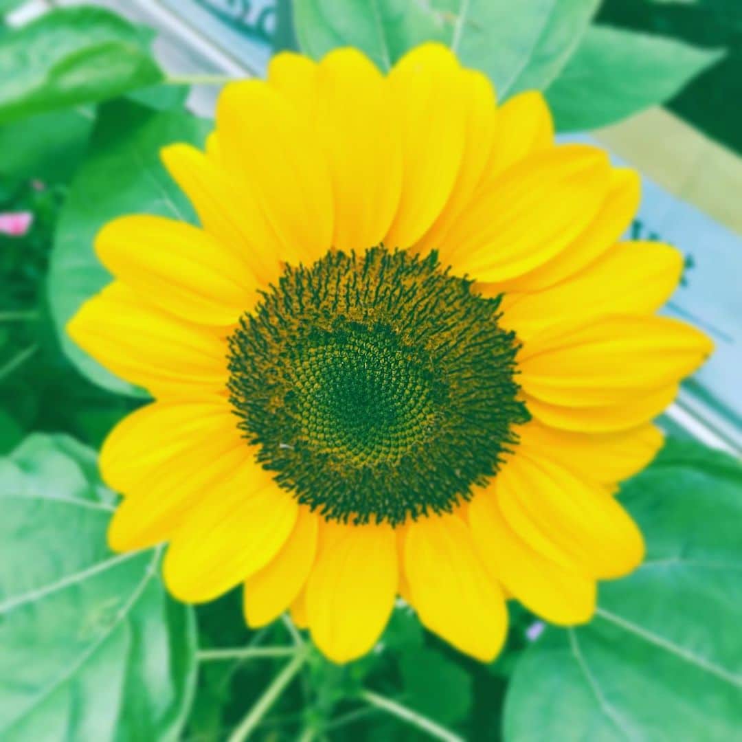 中野敬久さんのインスタグラム写真 - (中野敬久Instagram)「#flower #flowersoflife #himawari #yellow #summer #hot」7月26日 10時43分 - hirohisanakano