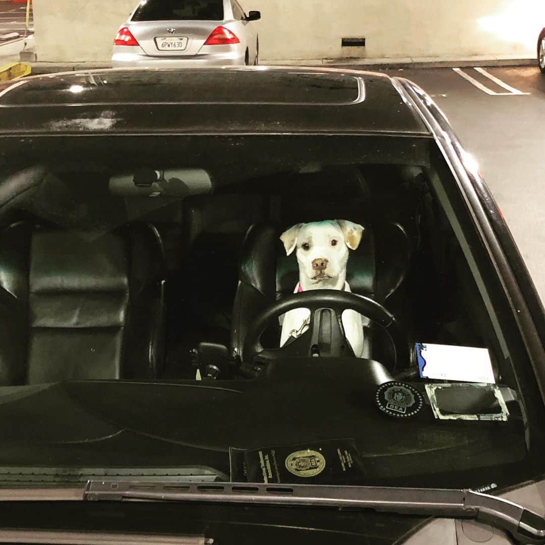 BarkBoxさんのインスタグラム写真 - (BarkBoxInstagram)「So nervous to take my road test. Wish me luck dad!!!! @thomasdale5 (No he’s not driving) 🤦‍♂️」7月26日 11時30分 - barkbox