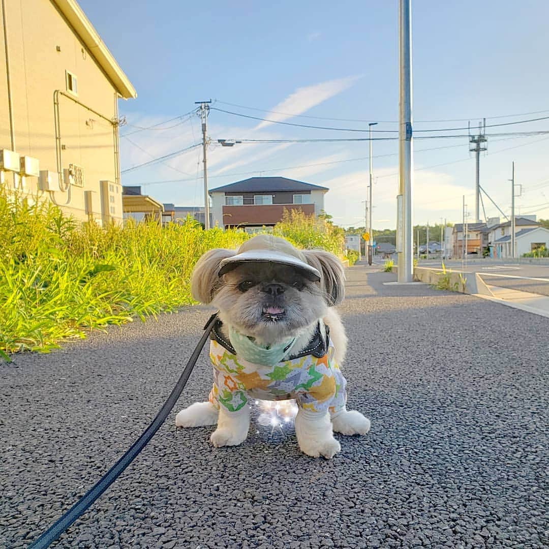 もえむのインスタグラム：「🌄🐶💩✨ 朝焼けの中キラキラを排泄するくまさん #お食事中のみなさんごめんなさい #キラキラどっさり #くまさんすっきり #おみやげずっしり」