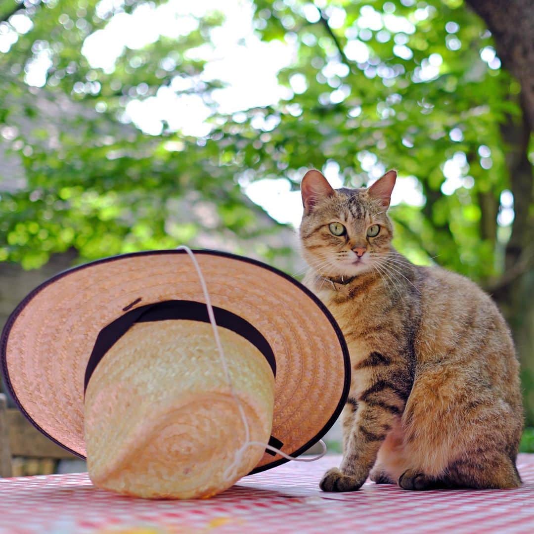 プンクマさんのインスタグラム写真 - (プンクマInstagram)「Galley AaMo出展作品から、薔薇の森の猫。 #ねこ休み展 #ドリプレローズガーデン #薔薇の森の猫達 #猫 #ねこ #cat #catstagram #catsofinstagram」7月26日 12時25分 - pnkm913