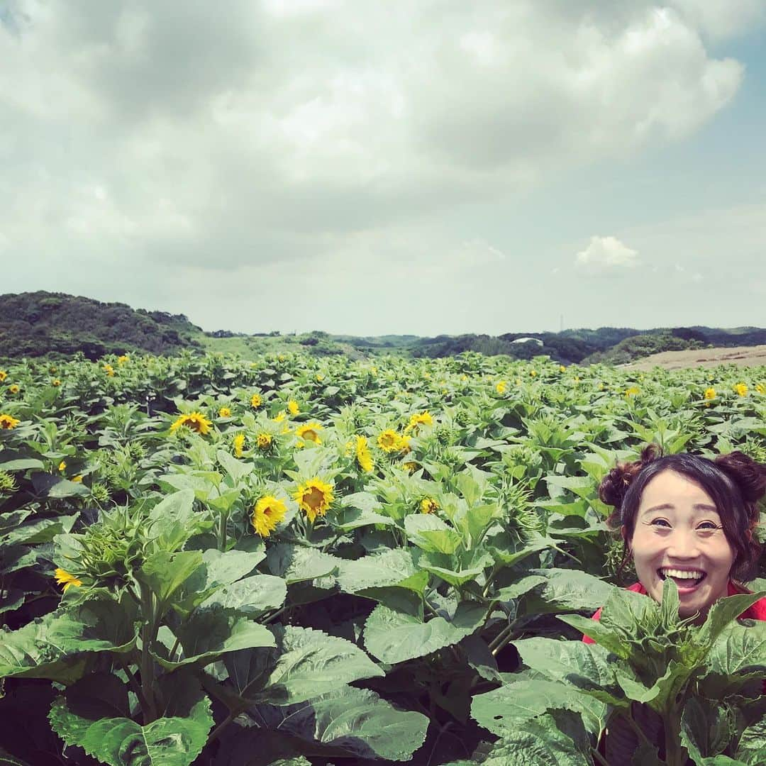 キンタロー。さんのインスタグラム写真 - (キンタロー。Instagram)「今日は良い天気ですね🌞﻿ ﻿ 昨日の秘密のケンミンSHOW 内﻿ 大人気トレンディドラマ﻿ 〜辞令は突然に〜﻿ #オカダカズチカ さんと夫婦役😍😍😍😍﻿ あぁん💓こんな優しくて強い旦那様最高❤❤ ﻿ 憧れのお姫様だっこも😆💓 本当に軽々と﻿ 持ち上げて下さり、 萌えを通り越し﻿ 鼻血からの気絶でした。﻿ ﻿ オカダさんの生き様✨﻿ 本当にかっこいいんですよね。﻿ 地元も岡崎市の隣町である﻿ 安城市なんです〜😍なんか嬉しいっ😆﻿ 自伝出されたら﻿ 絶対#フライングゲット しようと思います。﻿ ﻿ 京一郎さん (#水沢駿)とオカダさんと顔パネルもしましたっ😆💓﻿ ﻿ キラキラのひまわり畑でした〜🌻🌻🌻🌻﻿ ﻿ ﻿ 愛知県編に出演できて嬉しかったです﻿ #秘密のケンミンSHOW  様有難うございます﻿ ﻿ #岡崎市﻿ #安城市﻿ #知多市﻿ #観光農園花ひろば﻿ #魚太郎﻿ ﻿」7月26日 12時56分 - kintalo_