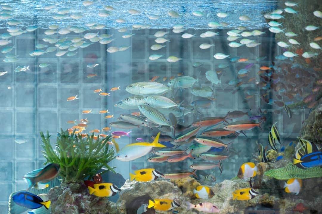 のインスタグラム：「銀座の夏の風物詩「Sony Aquarium 2019」が本日7/26(金)よりスタートしました。⁠ ⁠ ⁠⁠地上フロアには1,000匹の色彩鮮やかな生きものたちが泳ぎ回る大水槽が登場中。銀座にお越しの際にはぜひお立ち寄りください。⁠ ⁠ ⁠ ⁠■会期：2019/8/18(日)まで⁠ ⁠⁠■時間：10:00 - 22:00⁠ ⁠ ⁠⁠#ginzasonypark ⁠#sonyaquarium2019 #銀座ソニーパーク #銀座 #ginza」