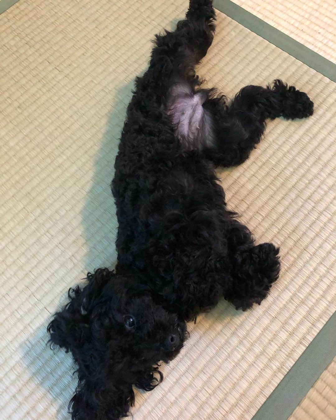 小坂温子さんのインスタグラム写真 - (小坂温子Instagram)「ゴロゴロ☺️ 今日は風がきもちいいな🐶💕 #ごろん #ゴロゴロ  #まっくろちゃん #いやん #大好き  #タイニープードル  #プードル大好き」7月26日 13時07分 - kosaka_atsuko