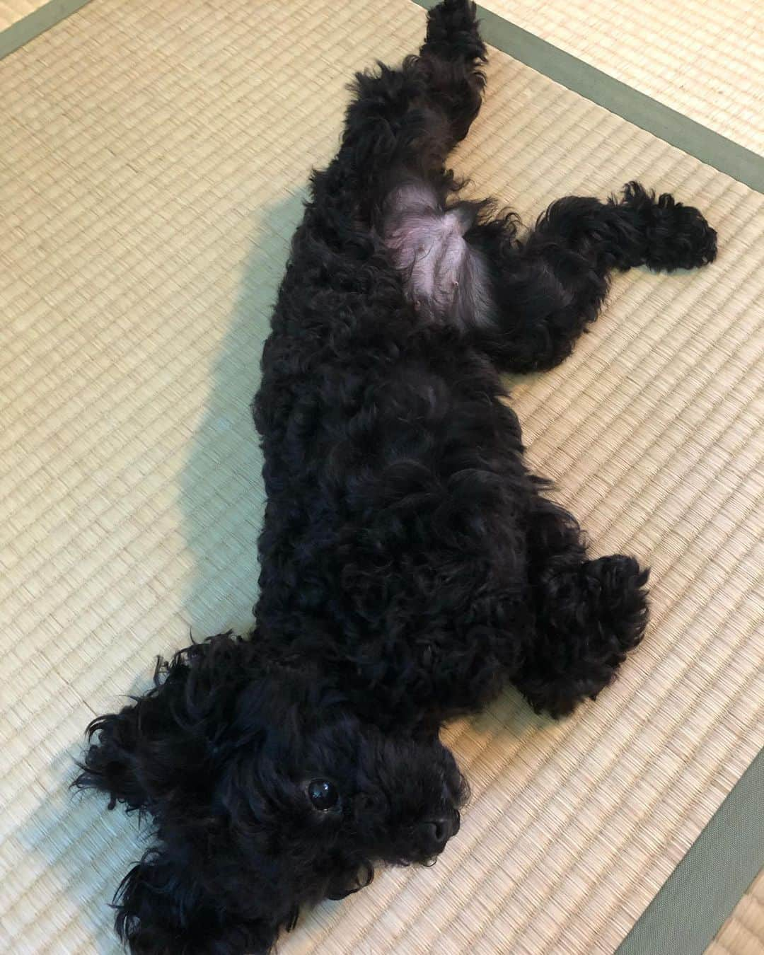 小坂温子さんのインスタグラム写真 - (小坂温子Instagram)「ゴロゴロ☺️ 今日は風がきもちいいな🐶💕 #ごろん #ゴロゴロ  #まっくろちゃん #いやん #大好き  #タイニープードル  #プードル大好き」7月26日 13時07分 - kosaka_atsuko