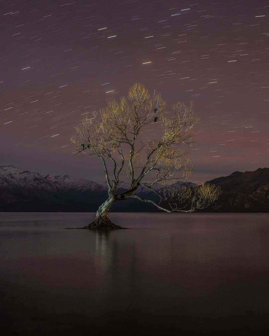 National Geographic Travelさんのインスタグラム写真 - (National Geographic TravelInstagram)「Photo by @michaelclarkphoto | That Wanaka tree under a starry night in Wanaka, New Zealand. I try hard not to go to the touristy spots when I travel but sometimes like a magnet they draw you in. On any given day during the day there might be thirty to two hundred people out here photographing the Wanaka tree or taking selfies in front of the Wanaka tree. My hotel was just up the beach from this site, so I decided if I am going to photograph it I will go out at 2 am and capture it under the stars. I was the only one out there freezing my buns off and taking photos that night. With a little light painting (using a small flashlight) I was able to highlight the tree. I have seen a lot of images of this tree thanks to Instagram and I have to say many of them are pretty epic, which is why I gave in and went out that night. #thatwanakatree #wanaka #newzealand」7月26日 13時02分 - natgeotravel