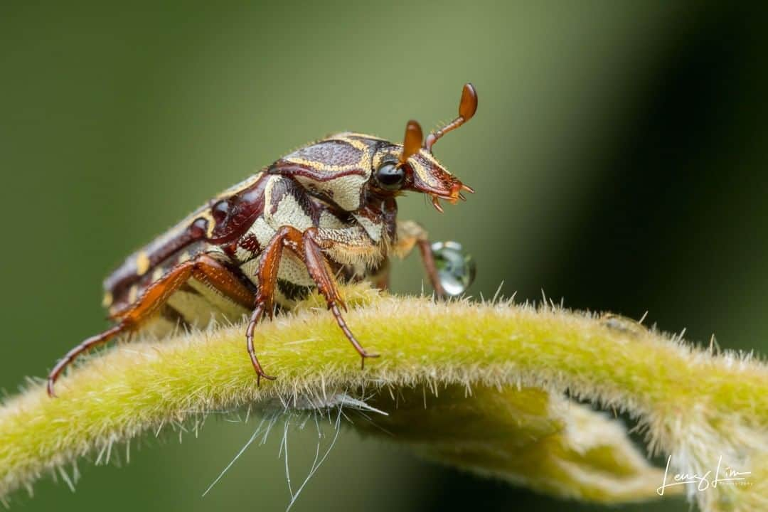 Canon Asiaさんのインスタグラム写真 - (Canon AsiaInstagram)「“The scientific name of this scarab beetle is the Ixorida (Mecinonota) pseudoregia. The light falling upon the beetle was absolutely beautiful. It basked in the spotlight, drying off after a light drizzle. Or maybe it was saving a droplet of rain to drink later on?” • The lightweight body of the EOS RP allows macro photographers like @thru_de_lenz to shoot single-handedly ✋ without fatigue. The camera's electronic viewfinder and manual focus peaking also proved to be very useful in his task. The result? A formidable ability to capture every brilliant detail of these critters 🐛. For more on the EOS RP, link in bio • 📷 Image by @thru_de_lenz shot using the Canon EOS RP | Canon EF 100mm f/2.8L Macro IS USM Lens | f/10 | 1/125s | ISO 100 | 100mm  Want your photos to be featured too? Tag them with #canonasia or submit them on My Canon Story, link in bio!  #canonasia #photography #macrophotography #macro_perfection #macrointhewild #insect」7月26日 13時25分 - canonasia