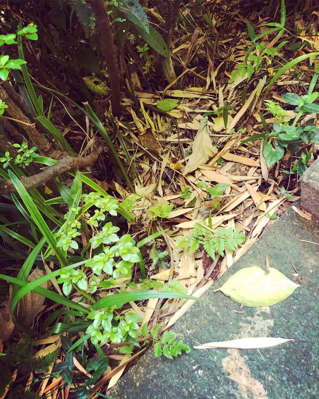 井上侑さんのインスタグラム写真 - (井上侑Instagram)「夏がきた〜🌻 いよいよ、本日、リリースライブ「夏空」でございます  めちゃんこ暑いですが、どうぞ水分補給たっぷりで、お気をつけていらしてくださいませ。 そうそう、でも夜は雨が降り始めそうですね、折り畳み傘かなにかあるとよさそうですぞ🐘💨 カップリング曲は、本日のライブから、初お披露目です。 8/17のチケットも今日から発売します！  あとは忘れ物はないかしら…👵💕 皆様のご来場、心よりお待ちしております。  #今朝の多摩川 #初めてアトリエで蛇に会いました😊 🙌 #river #sky #bluesky」7月26日 13時39分 - yuinouehappy