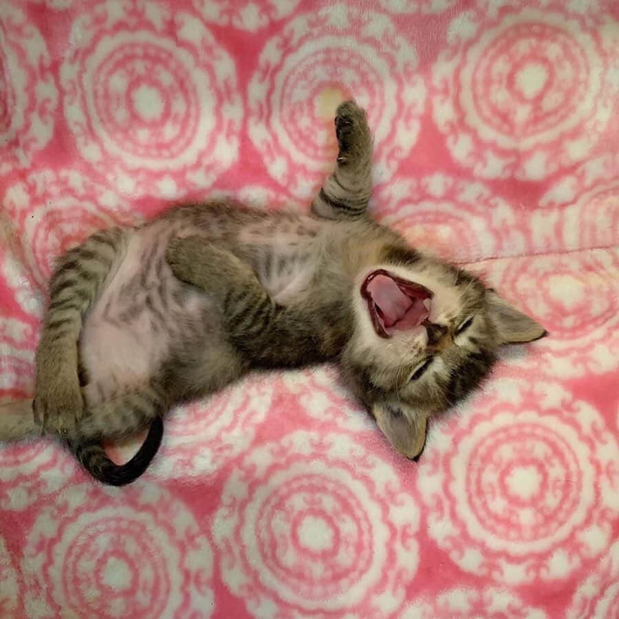 Cats of Instagramさんのインスタグラム写真 - (Cats of InstagramInstagram)「From @foster_kittens: “Photo shoot with tiny Zoey. #swipeleft” #catsofinstagram」7月26日 13時48分 - cats_of_instagram