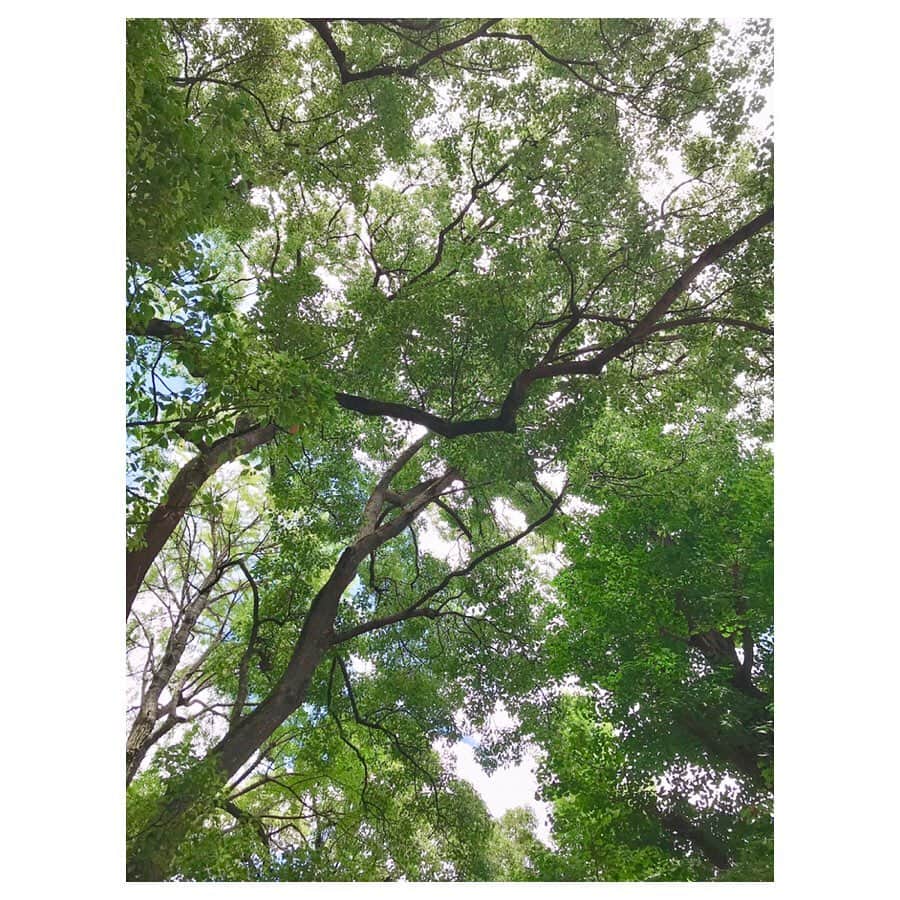 キタキマユさんのインスタグラム写真 - (キタキマユInstagram)「明治神宮の木々🌳✨✨✨ ざわわ、ざわわ☺️☺️☺️️💕 #明治神宮参拝  #木々のせせらぎ  #父のお見舞いへ  #空がなつぞら  #人も自然もありのままがいい  #summerday  #kitakimayu #キタキマユ」7月26日 13時53分 - kitakimayu_official