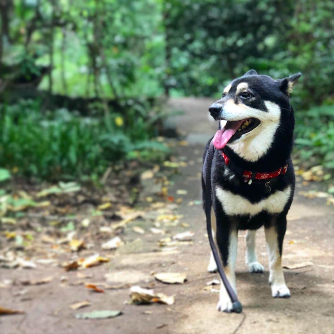 vo_coのインスタグラム：「🐾 もう7時くらいだと散歩行ける気温じゃなかった… こういう困った日には等々力渓谷へ！ 20分で行ける納涼ポイントはとても助かります * #週末になると台風 #勘弁願いたい #shibastagram #instashiba #shiba #shibainu #黒柴 #柴犬」