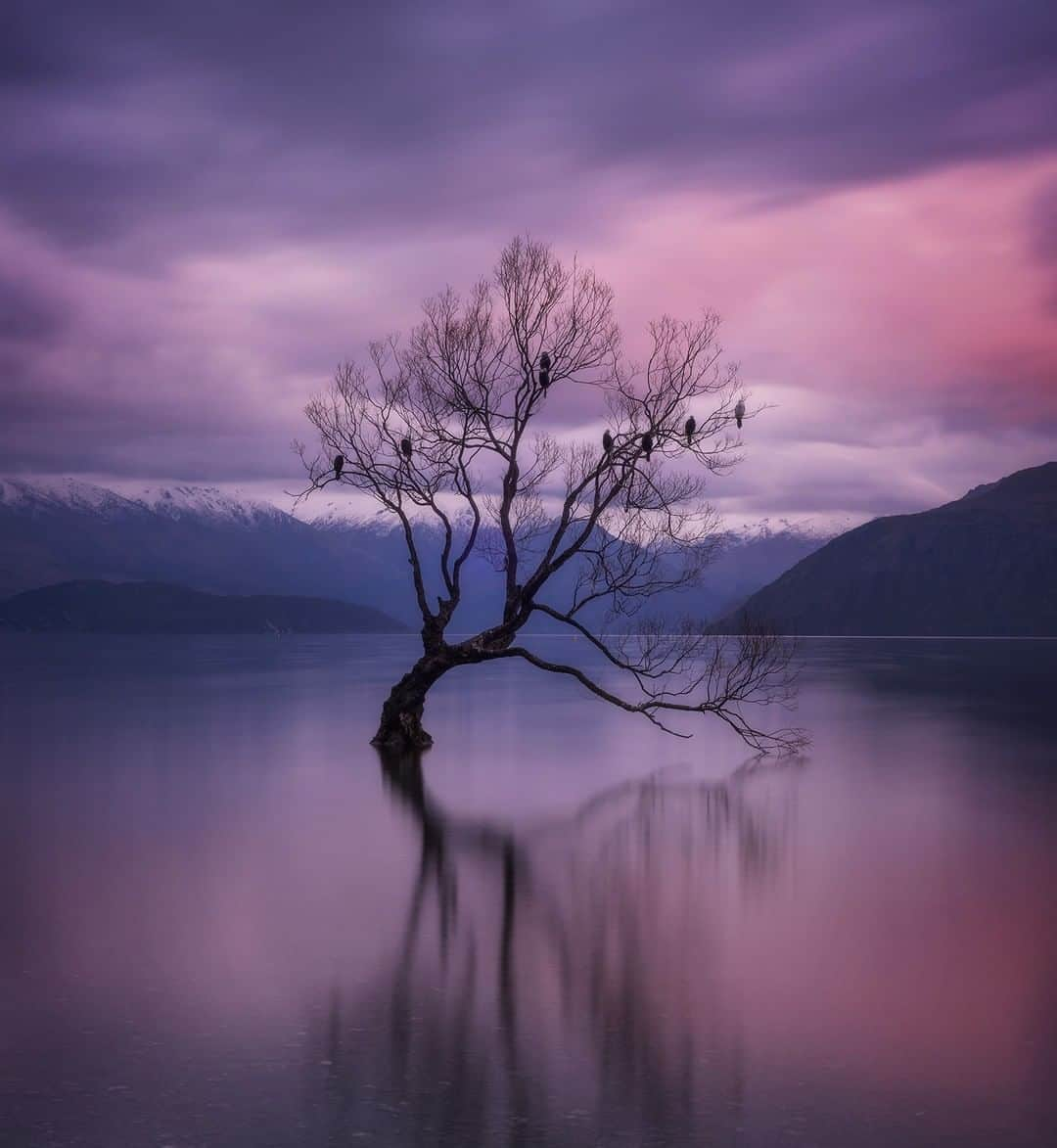 Nikon Australiaさんのインスタグラム写真 - (Nikon AustraliaInstagram)「"Yes it's that tree again! Ever so popular and still worth shooting if you're in the area. My main tip for shooting this tree - get there early. Pick your spot because I can guarantee people will come. You will not be alone in shooting it." - @kate_werner_photography  Camera: Nikon #D810 Lens: AF-S NIKKOR 50mm f/1.8G Settings: 50 mm | 30s | f/20 | ISO 100  #MyNikonLife #Nikon #NikonAustralia #NikonTop #Photography #DSLR #Nikkor #MyNikkor #NikonPhotography #LandscapePhotography #WanakaTree」7月26日 14時30分 - nikonaustralia