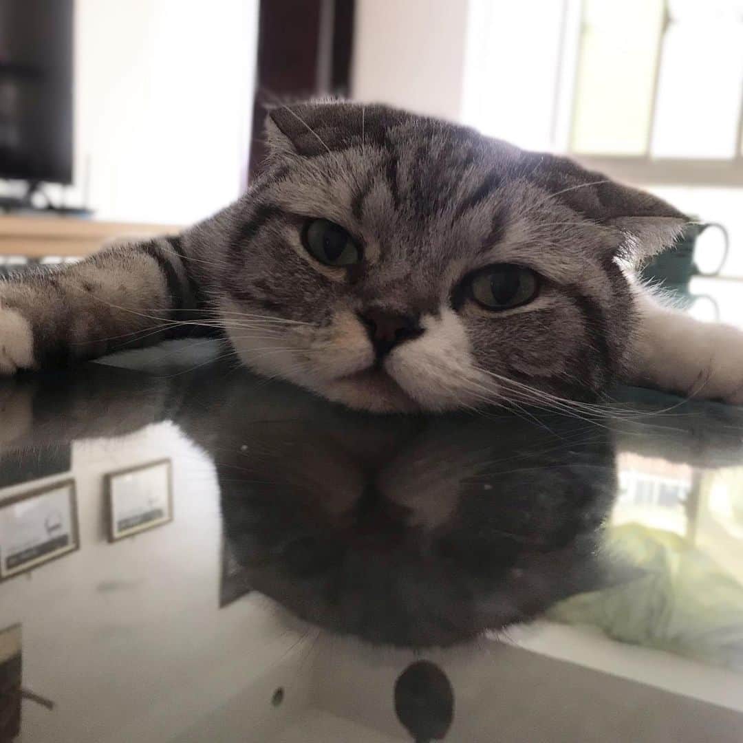 のインスタグラム：「ペチョリニスト現る。 . #cat #catstagram#catsofinstagram #instacat #cutecat#katsuo」