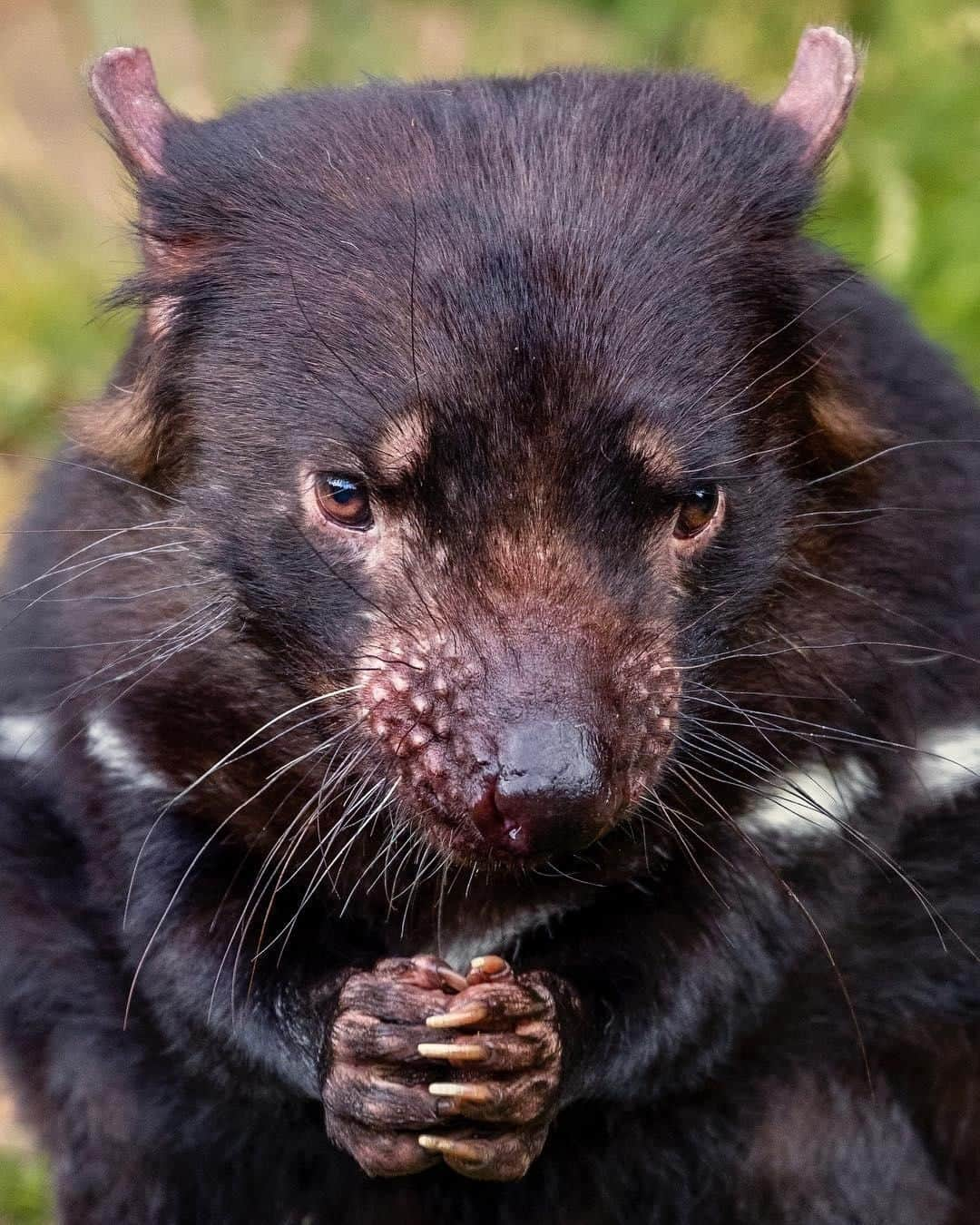 Australiaさんのインスタグラム写真 - (AustraliaInstagram)「“Excellent...” 😈  @ariscaith spotted Montgomery the #TasmanianDevil planning his next mischief at @devilsatcradle, a wildlife sanctuary nestled in @visitcradlecoast’s #CradleMountain National Park. This @tasmania #wildlife facility does amazing conservation work protecting Tassie devils, spotted-tail quolls, and eastern quolls. Book the ‘dine with the devil’ tour and you’ll get to be up close and personal with these critters in the wilderness, all the while enjoying delicious food and drink. Excellent, indeed. 😉  #seeaustralia #discovertasmania #tasmasniasnorthwest #wildlifephotography #travel」7月26日 15時00分 - australia