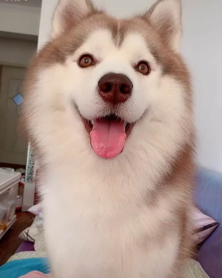 husky and malamuteのインスタグラム：「Which one ？🥰🥰」