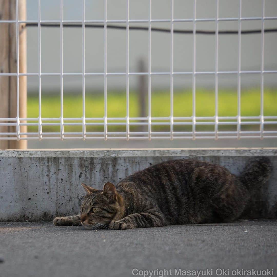 Masayukiさんのインスタグラム写真 - (MasayukiInstagram)「隠れ気味。  #cat #ねこ」7月26日 16時10分 - okirakuoki