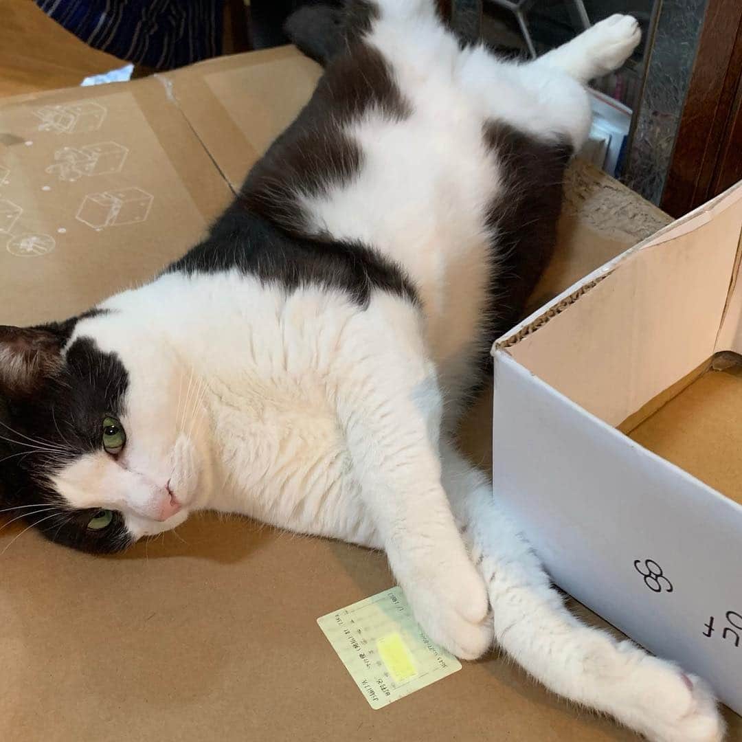 野間美由紀のインスタグラム：「今日もこのポーズ😸」