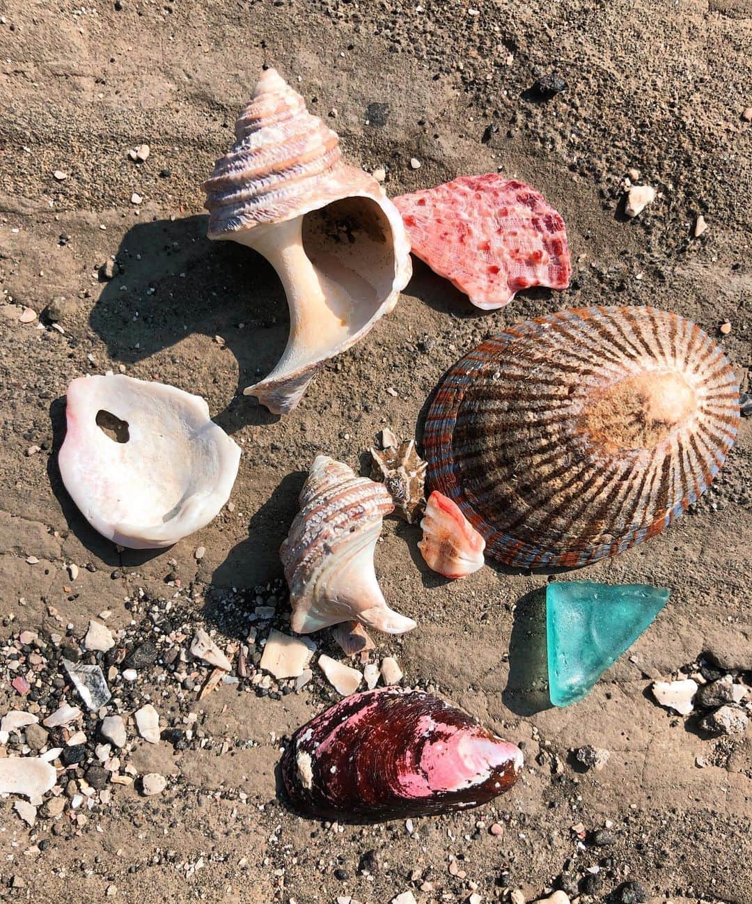 辻詩音さんのインスタグラム写真 - (辻詩音Instagram)「今年の夏あつめ🍉 波にざぶざぶ揺られたのちに、こんなに綺麗な模様の宝石みたいな貝ができるんだから、地球は最高🌍  #夏あつめ #貝殻 #貝殻拾い #summer #スイカ」7月26日 16時39分 - shiontsuji