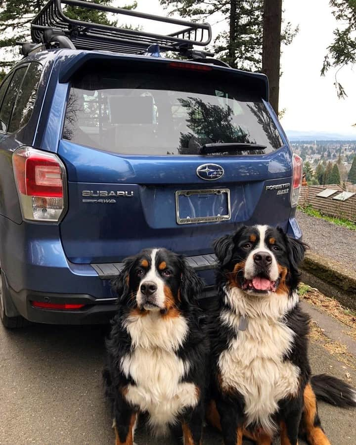 Subaru of Americaさんのインスタグラム写真 - (Subaru of AmericaInstagram)「When your friend makes you take a picture... #FurryFanPhotoFriday (📸: @berneseofpnw) #SubaruLovesPets」7月27日 2時16分 - subaru_usa