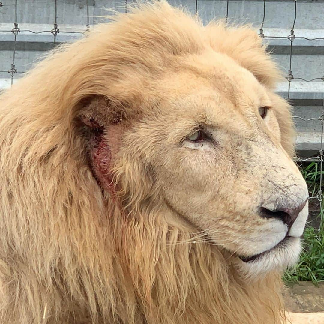 Black Jaguar-White Tiger さんのインスタグラム写真 - (Black Jaguar-White Tiger Instagram)「Ali is doing great. He was as Lovely as ever with his dad today. He is feeling well, as the days go by, his wound will heal. Obviously, we left a hole without stitches for his Auditory canal. He’s eating great and obviously wants to be reunited with his siblings. Again, once his hair grows we won’t be able to tell the difference... #ThinkBlue #KingAliBJWT #SaveLions #ThinkBlue」7月27日 2時18分 - blackjaguarwhitetiger