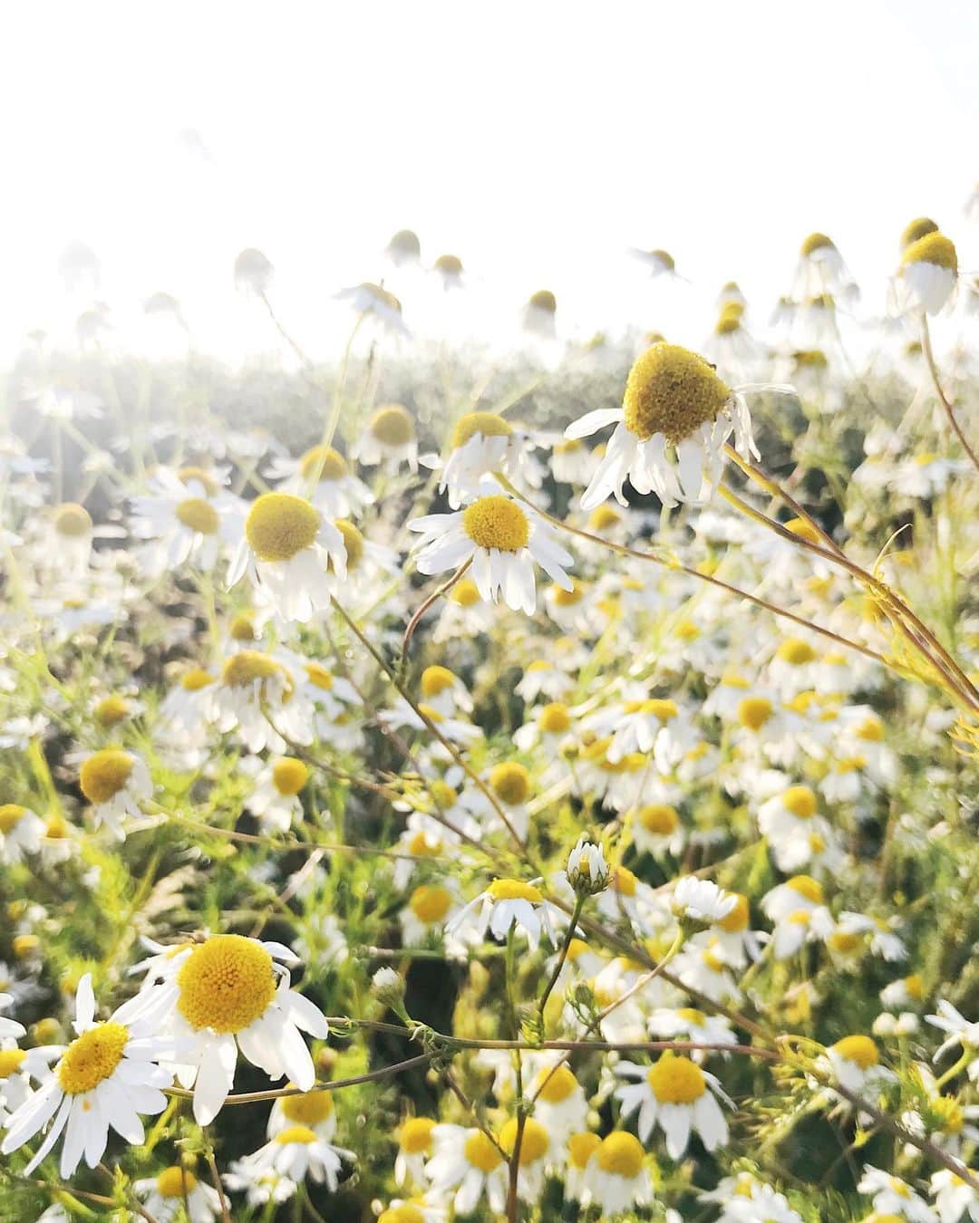 janskeのインスタグラム：「• 🌼🐝🌼 • chamomile fields • #gulfofbothnia」