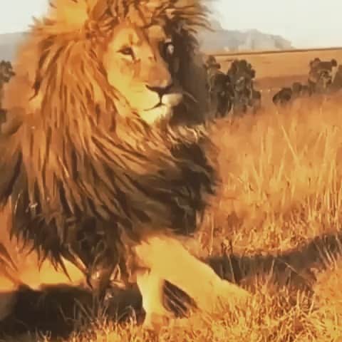 マック・メインのインスタグラム：「It’s Leo Season!!! All my fellow Leos roar with me in the comments!!! 🦁🦁🦁🦁」