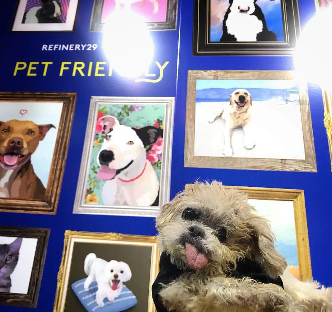 Marnie The Dogのインスタグラム：「Rare night on the town cause hey it’s good to get out once in a while.  We popped into the premiere of #PetFriendly to support the all-star all-adopted canine cast in this super-funny new short series about.....RESCUE DOGS!!... directed by our old pal & overall superhero @whitneycummings. Thank you to @refinery29 and @vca for inviting us! You can binge all the cuteness now (free!) on Refinery29.com/PetFriendly」