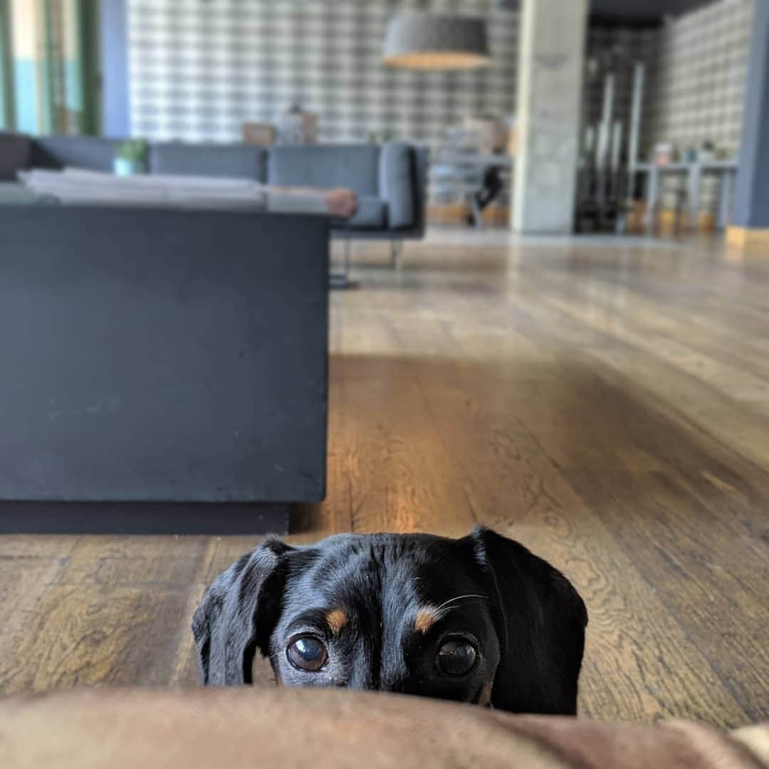 Crusoe the Celebrity Dachshundさんのインスタグラム写真 - (Crusoe the Celebrity DachshundInstagram)「"When I hear a crinkle.." ~ Crusoe」7月27日 3時15分 - crusoe_dachshund