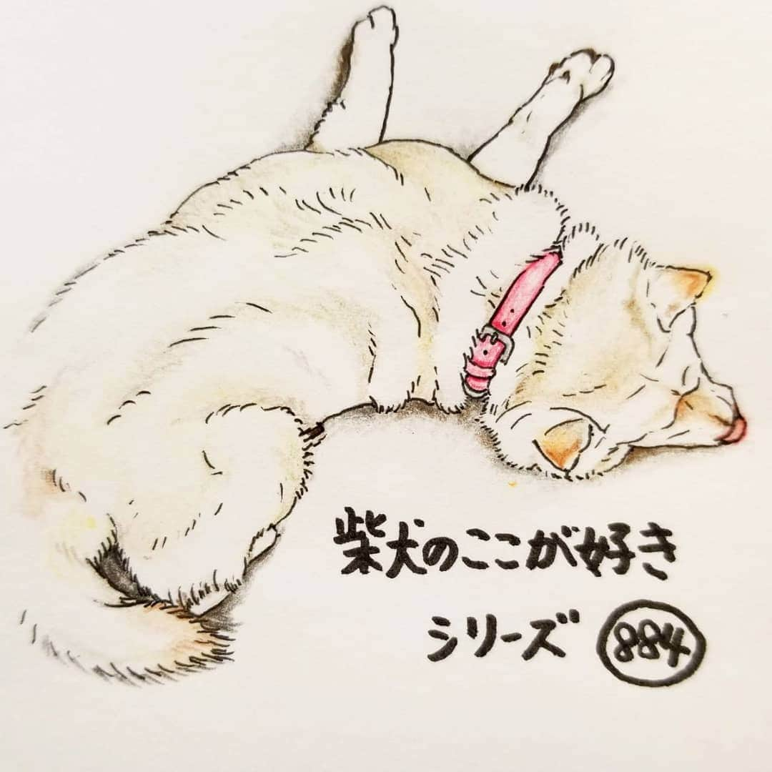 ハナとソラさんのインスタグラム写真 - (ハナとソラInstagram)「#ここ柴部 『柴犬のここが好きシリーズ884』 本当の足の長さがわからないとこ。  こっちが左足で  そっちが右足だろう、、、 同じ長さ？ これが目の錯覚というやつか？ * No.884 “Which is your right leg?” * モデルは @hanahana0502 さんとこの花菜(はな)ちゃんです💕 #柴犬のここが好き #favoritepartsofshibainu #illustration #dogart #drowing #shibastagram #shibainu #colorpencil #shiroshiba #柴犬 #しばすたぐらむ #イラスト #いらすとぐらむ #白柴 #目の錯覚 #色鉛筆 #ここ掘れここ柴 #柴公園イラスト #柴公園エンディング #しばこうロス」7月26日 18時38分 - nsdikm_hanasora