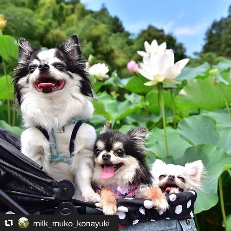 アイペット ペットスナップキャンペーンさんのインスタグラム写真 - (アイペット ペットスナップキャンペーンInstagram)「みんな笑顔のベストショット！⁠ この笑顔をいつまでも見ていられますように😊⭐⁠ ⁠ Repost⇒@milk_muko_konayuki　⁠ ⁠ ⁠毎日たくさんのご投稿ありがとうございます♪⁠ ご投稿いただいたお写真はこちらでご紹介しています❤️⁠⁠ ⁠ 【★インスタ投稿キャンペーン開催中★】⁠ 参加方法はとっても簡単♪⁠ ⁠ ①アイペットのアカウントをフォロー！⁠ ②月ごとのお題に沿ったペット写真を撮り、⁠ #お題 #ipet #今日のうちの子 を付けて投稿！⁠ ⁠ ご参加いただいた方の中から、抽選で毎月3名様に『投稿写真入りコースター』をプレゼント🎁⁠ ⁠ ７月のお題→→「#うちの子の願いごと 」⁠ #うちの子の願いごと #ipet #今日のうちの子　を付けたたくさんの投稿お待ちしております！⁠ ⁠ ※投稿していただいたお写真は当社公式アカウントよりご紹介する場合がございます。⁠ ⁠ #アイペット﻿⁠⠀⁠ #犬 #dog #dogs #dogstagram #dogsofinstagram #cutedog #ilovedogs #doglover #pet #cane #perro #perra #わんこ #わんこだいすき #犬好きな人と繋がりたい　#犬がいる生活 #犬親バカ #ポペットフレンズ #犬好きな人と繋がりたい #犬のいる暮らし #癒し犬⠀⠀」7月26日 18時47分 - ipet__ins