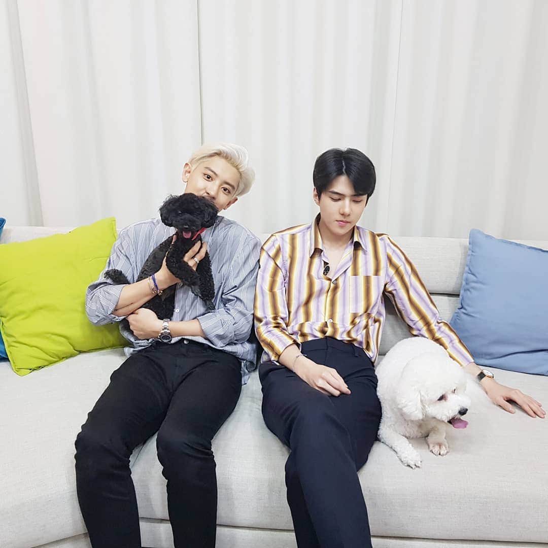 EXOさんのインスタグラム写真 - (EXOInstagram)「'어메이징 듀오' 세훈&찬열과 '댕댕 듀오' 비비&토벤🐶 오늘 밤 9시 50분 MBC '마이 리틀 텔레비전 V2' 에서 만나요!  모두 본.방.사.수! - 'Amazing Duo' SEHUN&CHANYEOL and 'Puppy Duo' Vivi&Toben🐶 Meet them all today on MBC's 'My Little Television V2' airing today at 9:50 PM KST!  Don't miss it! - #세훈 #찬열 #SEHUN @oohsehun #CHANYEOL @real__pcy #SEHUN_CHANYEOL #EXO_SC #Whatalife #엑소 #EXO #weareoneEXO #세훈찬열_Whatalife #마이리틀텔레비전 #마리텔」7月26日 19時04分 - weareone.exo