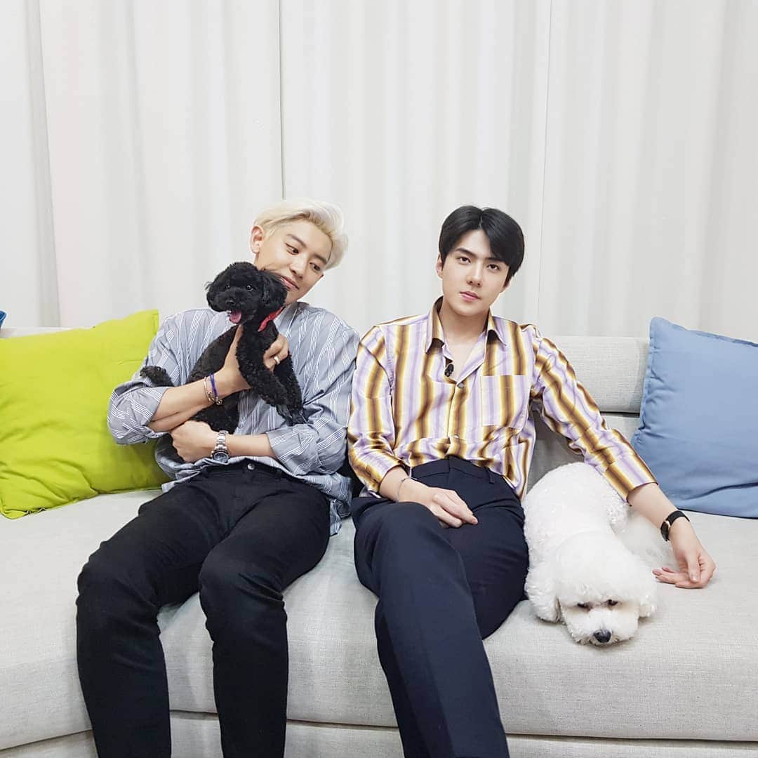 EXOさんのインスタグラム写真 - (EXOInstagram)「'어메이징 듀오' 세훈&찬열과 '댕댕 듀오' 비비&토벤🐶 오늘 밤 9시 50분 MBC '마이 리틀 텔레비전 V2' 에서 만나요!  모두 본.방.사.수! - 'Amazing Duo' SEHUN&CHANYEOL and 'Puppy Duo' Vivi&Toben🐶 Meet them all today on MBC's 'My Little Television V2' airing today at 9:50 PM KST!  Don't miss it! - #세훈 #찬열 #SEHUN @oohsehun #CHANYEOL @real__pcy #SEHUN_CHANYEOL #EXO_SC #Whatalife #엑소 #EXO #weareoneEXO #세훈찬열_Whatalife #마이리틀텔레비전 #마리텔」7月26日 19時04分 - weareone.exo