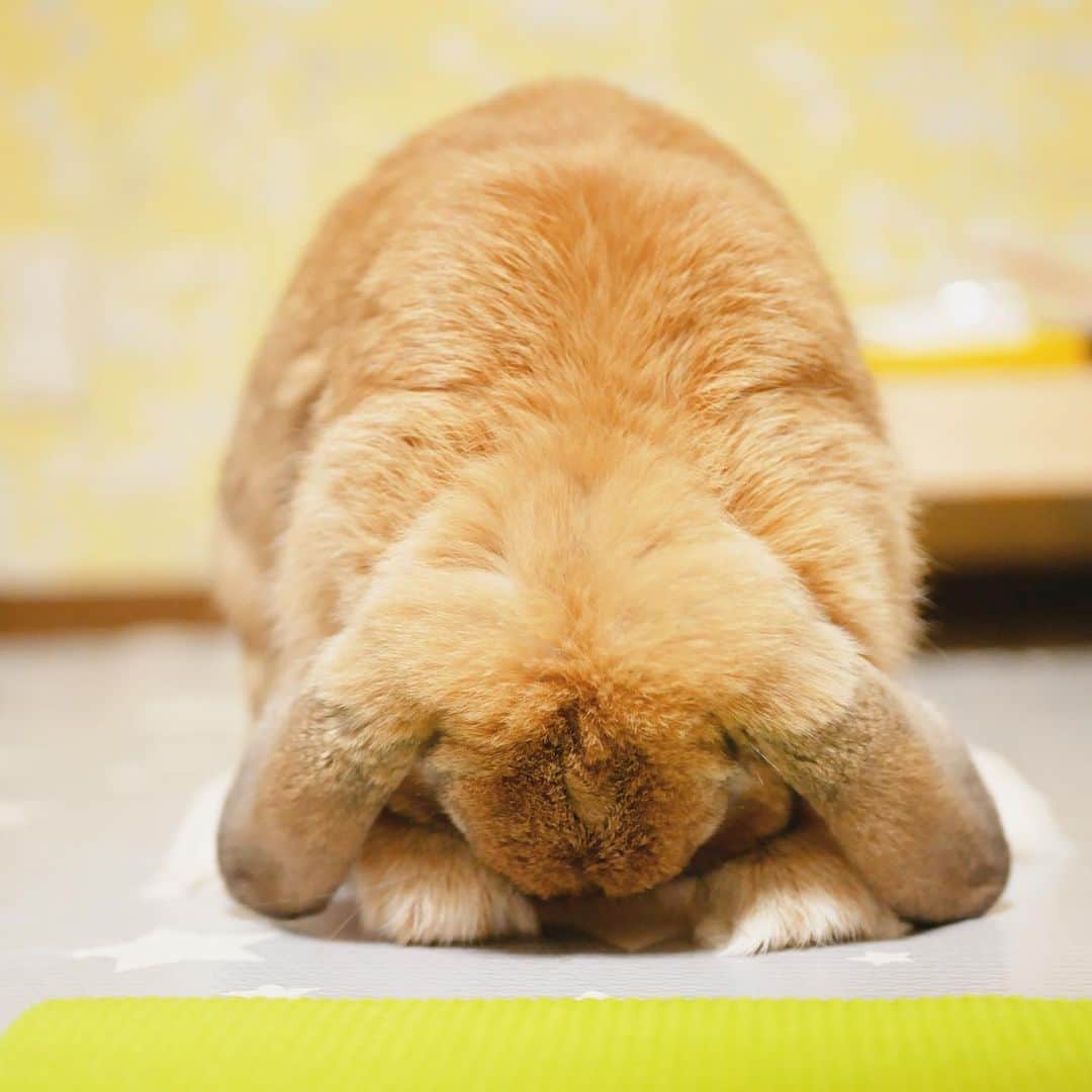 のインスタグラム：「ごめん寝🙇‍♀️ ＊ ＊ ＊ #うさぎ #rabbit #bunny #ふわもこ部  #WeeklyFluff #igersjp  #tokyocameraclub #東京カメラ部  #神戸カメラ部  #bunnystagram  #うさぎ部 #ホーランドロップ #hollandlop  #ファインダー越しの私の世界 #art_of_japan #aoj_bokeh #ごめん寝」